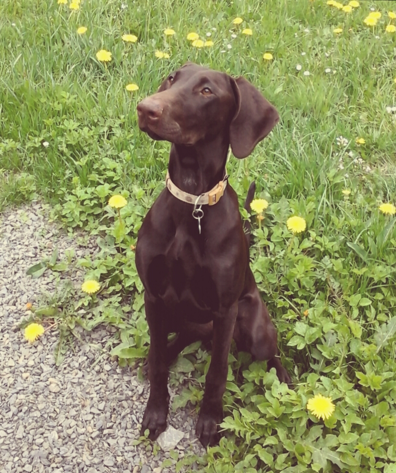 Mocca (Dobermann, Weimaraner) Dobermann Weimaraner 